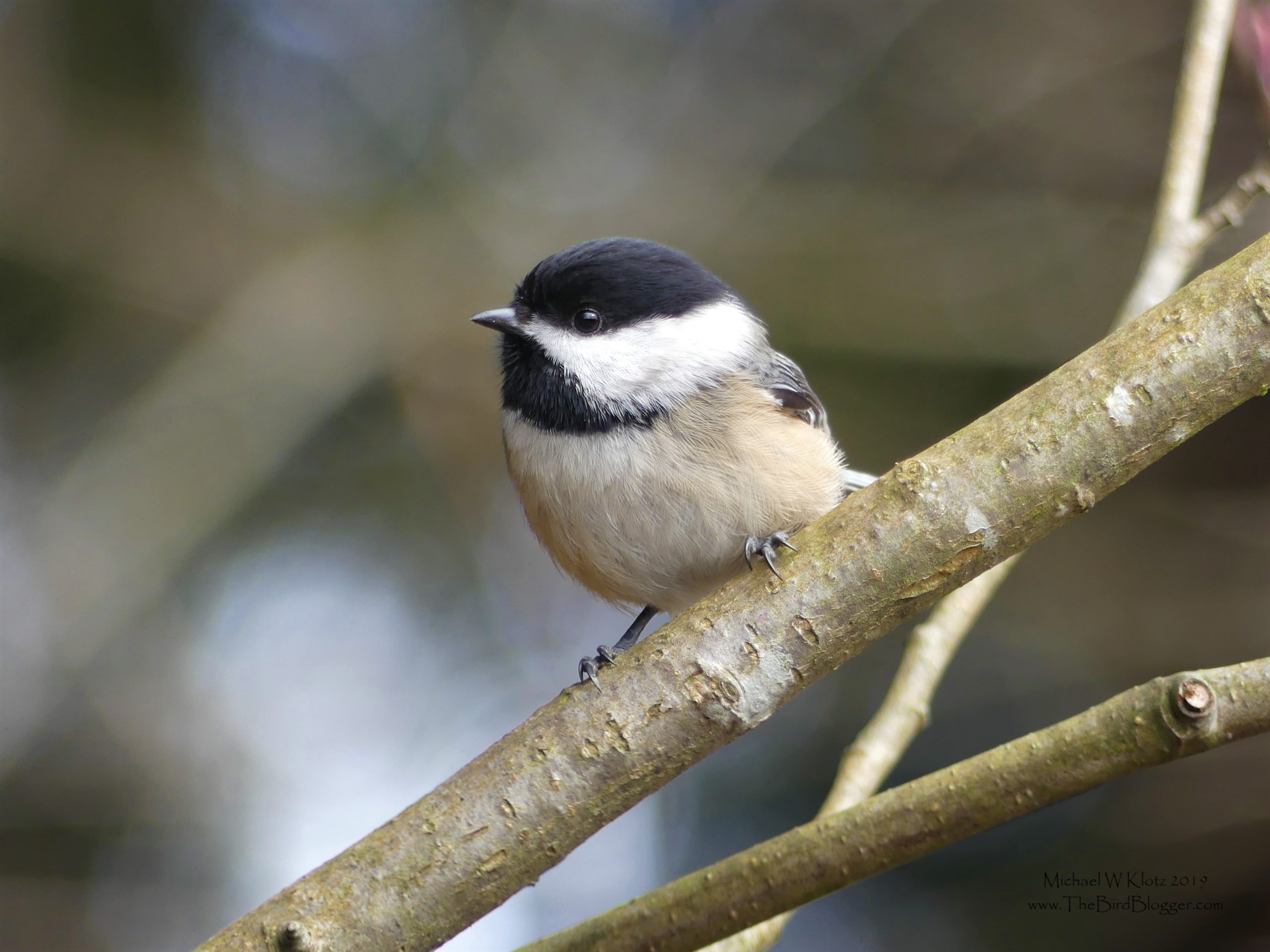 This Black-capped Chickadee is an iconic bird of backyard feeders everywhere. This black and white headed bird is perched on a branch assessing the situation.