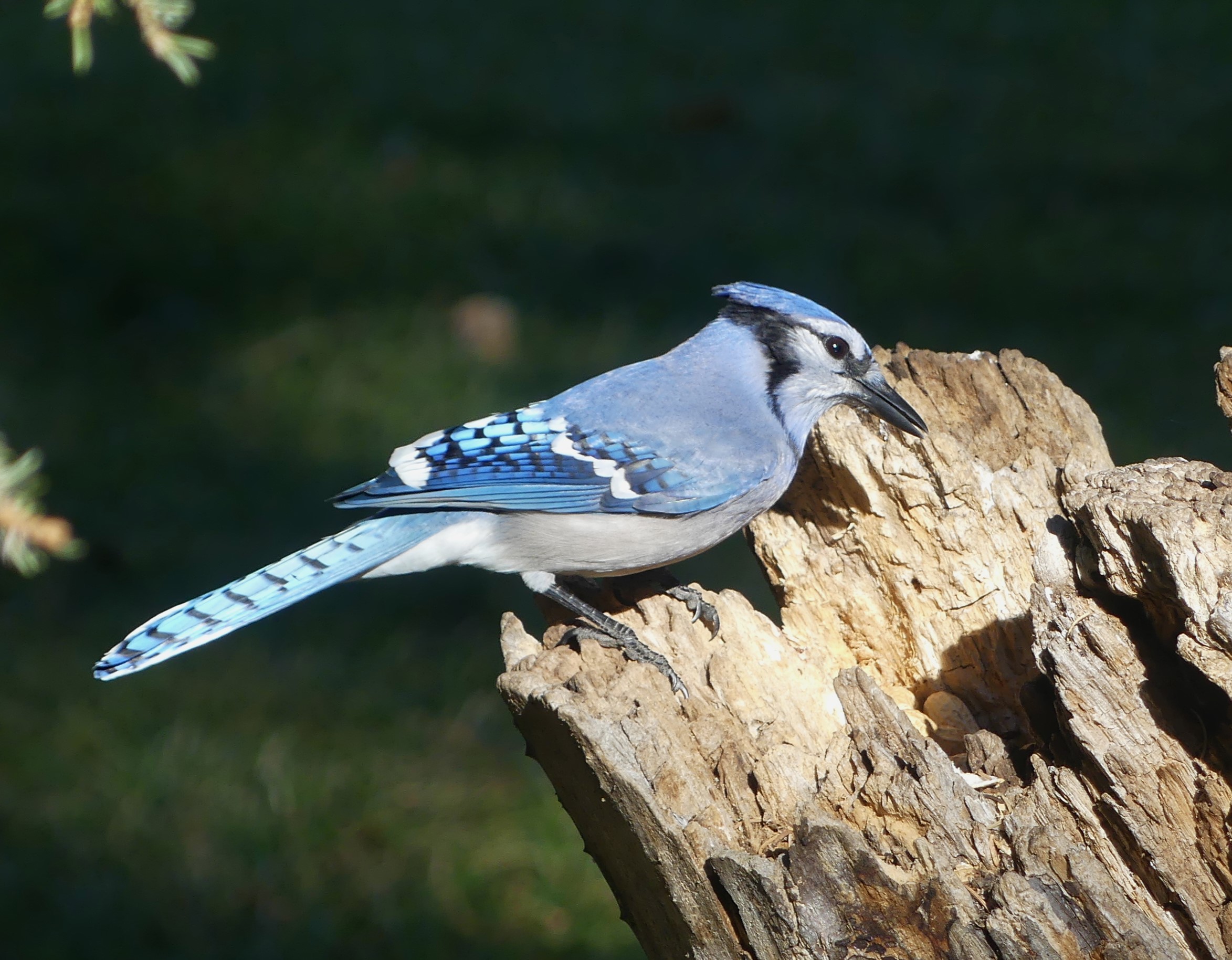 A wonderful shot of a Blue Jay looking for lunch. This was taken in the foothills of the rockies outside of Cochrane AB