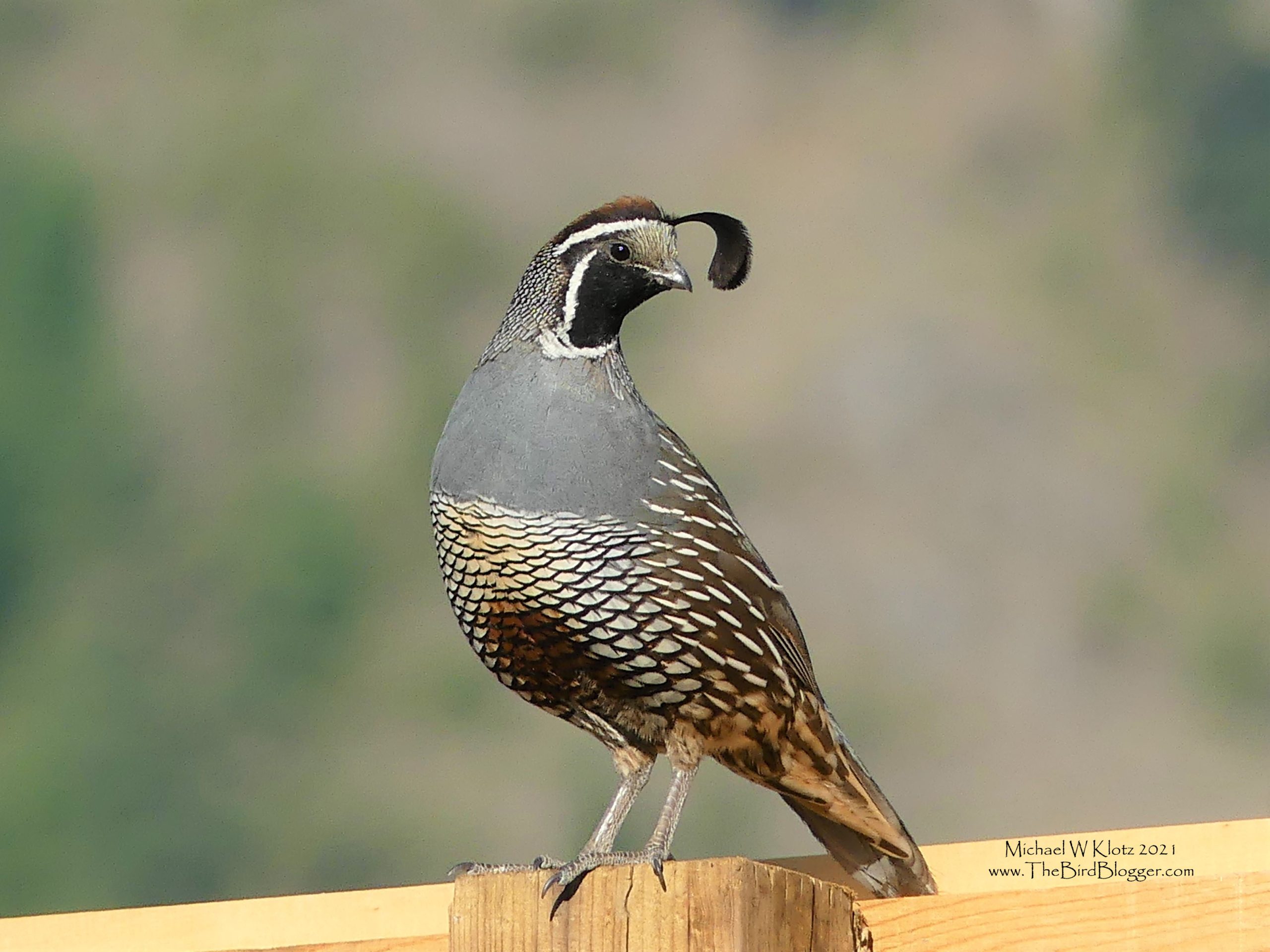 A male California Quail sits up on a fence showing off the plume on its head.