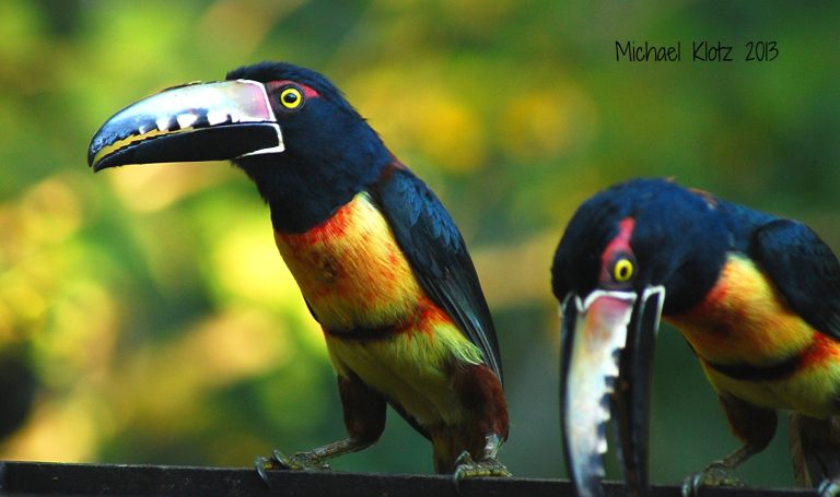 Two dark and colorful Collared Aracari are feeding. one bird with watches with a wary eye.