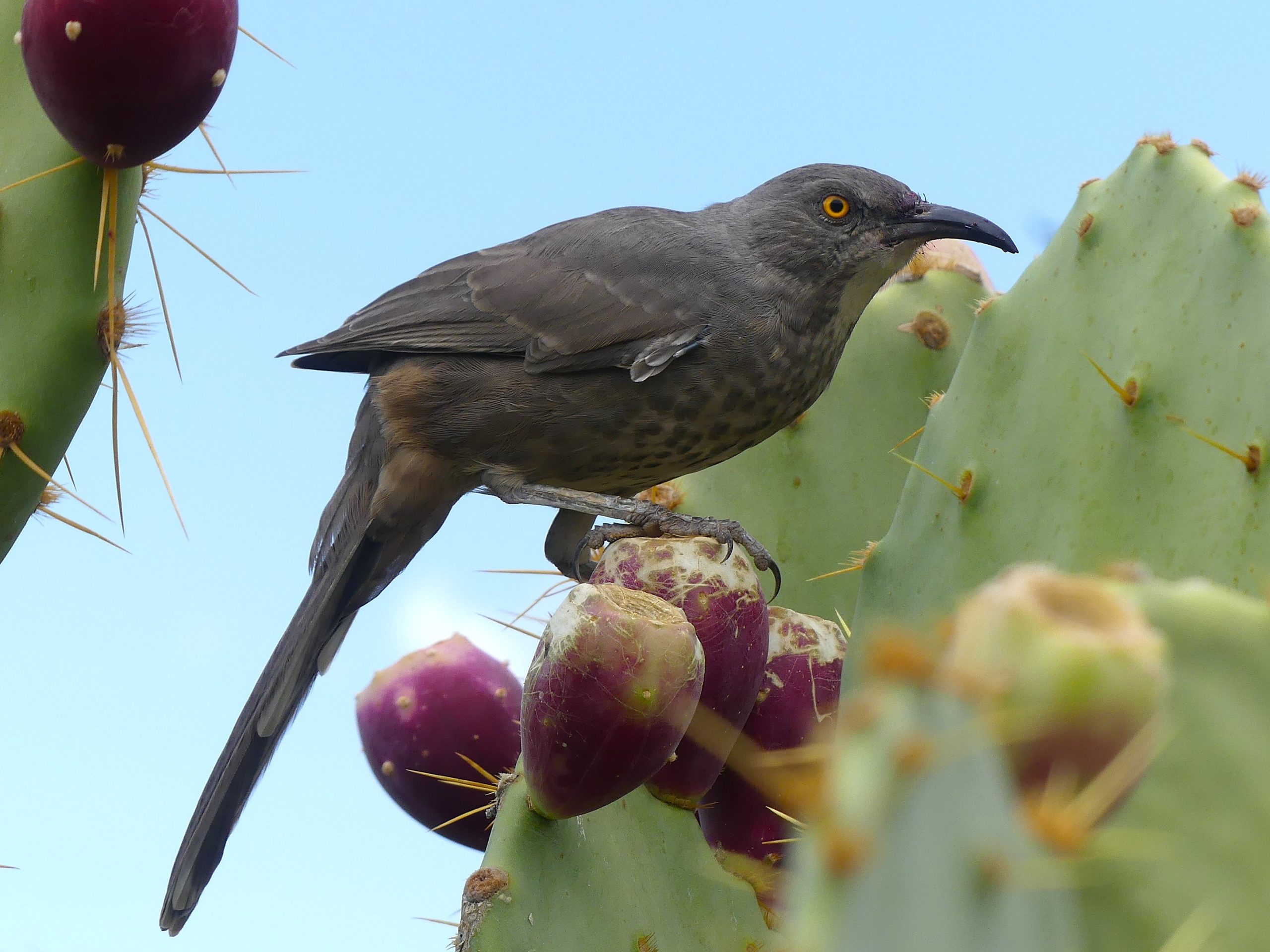 A Curve-billed Thrasher in the Desert Botanical Gardens. sitting on rep red cactus Prickly Pear fruit.