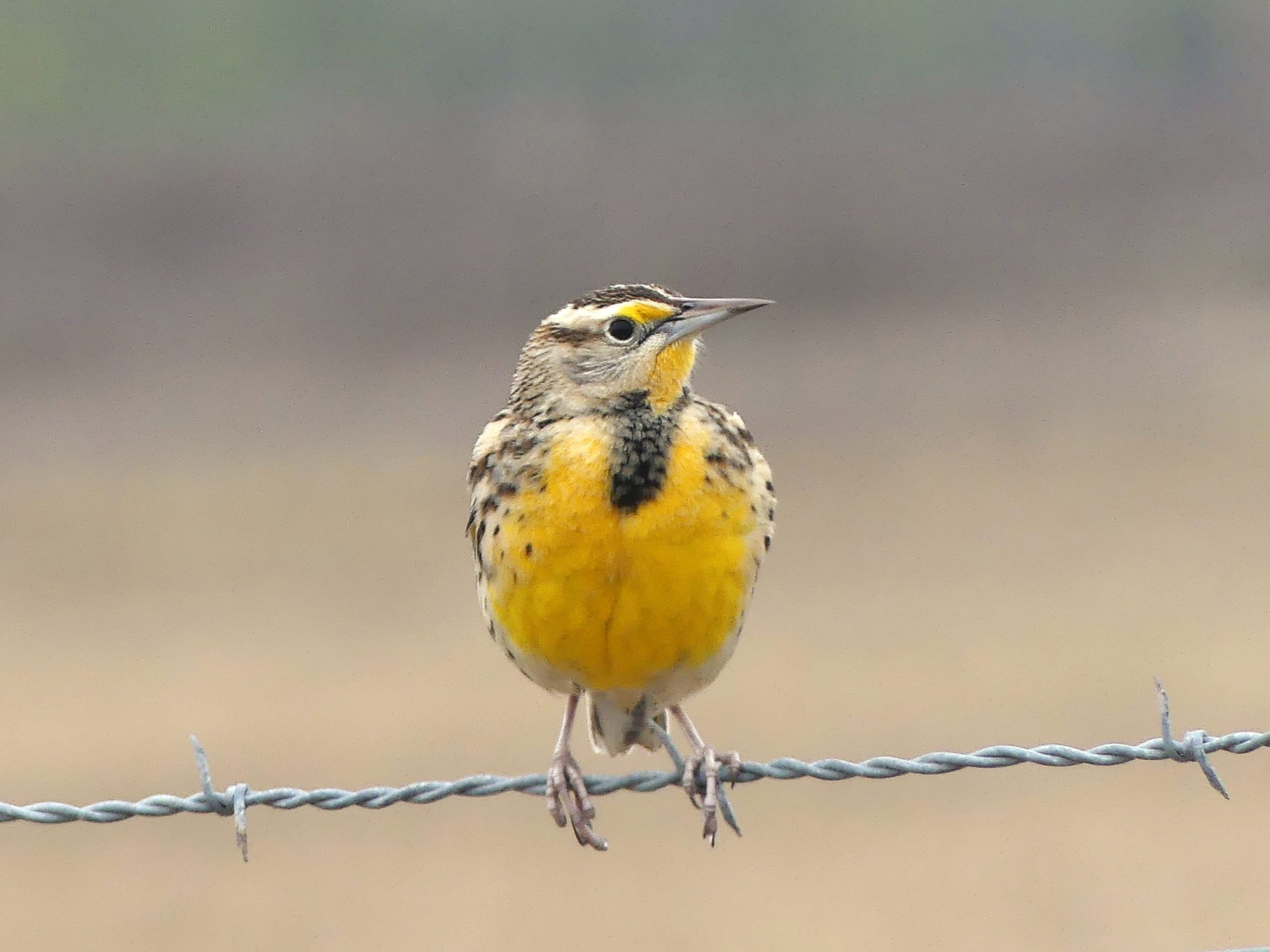 An Eastern Meadowlark hanging out on barbed wire. Yellow chest with a Black V make this bird stand out.