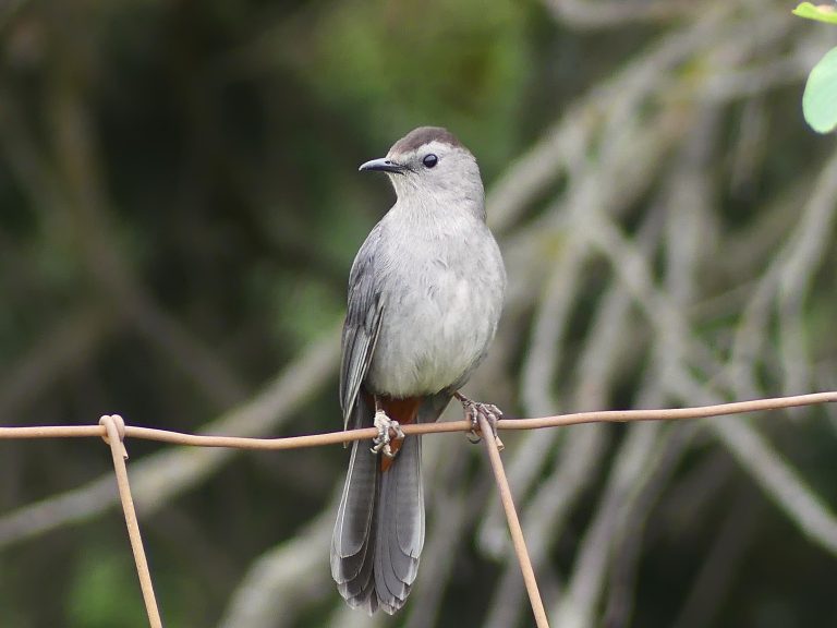 a Gray Cat bird sits curious on the wire fence. Light gray body with a dark cap and russet vent are tell tale signs of this species.