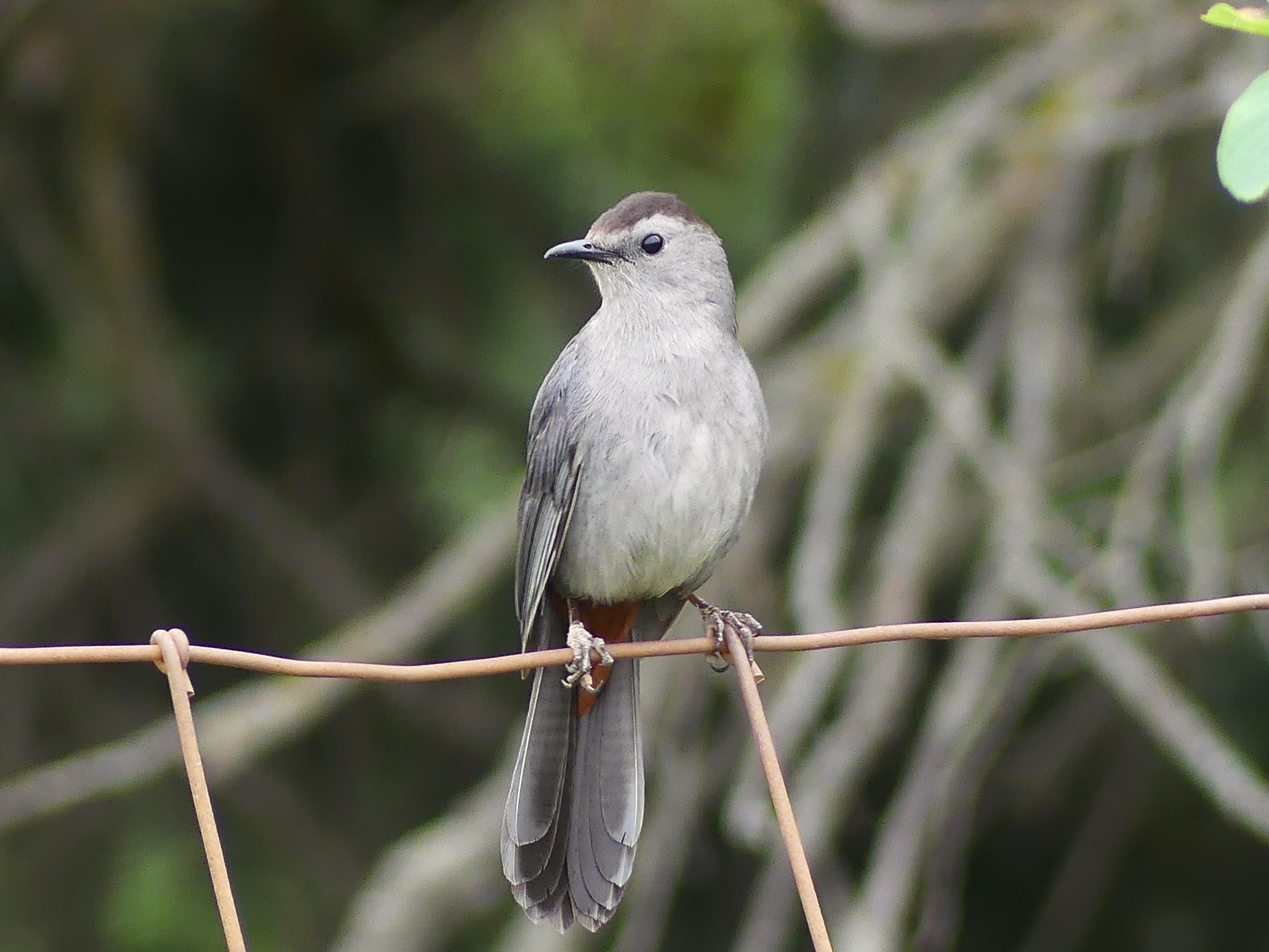 a Gray Cat bird sits curious on the wire fence. Light gray body with a dark cap and russet vent are tell tale signs of this species.