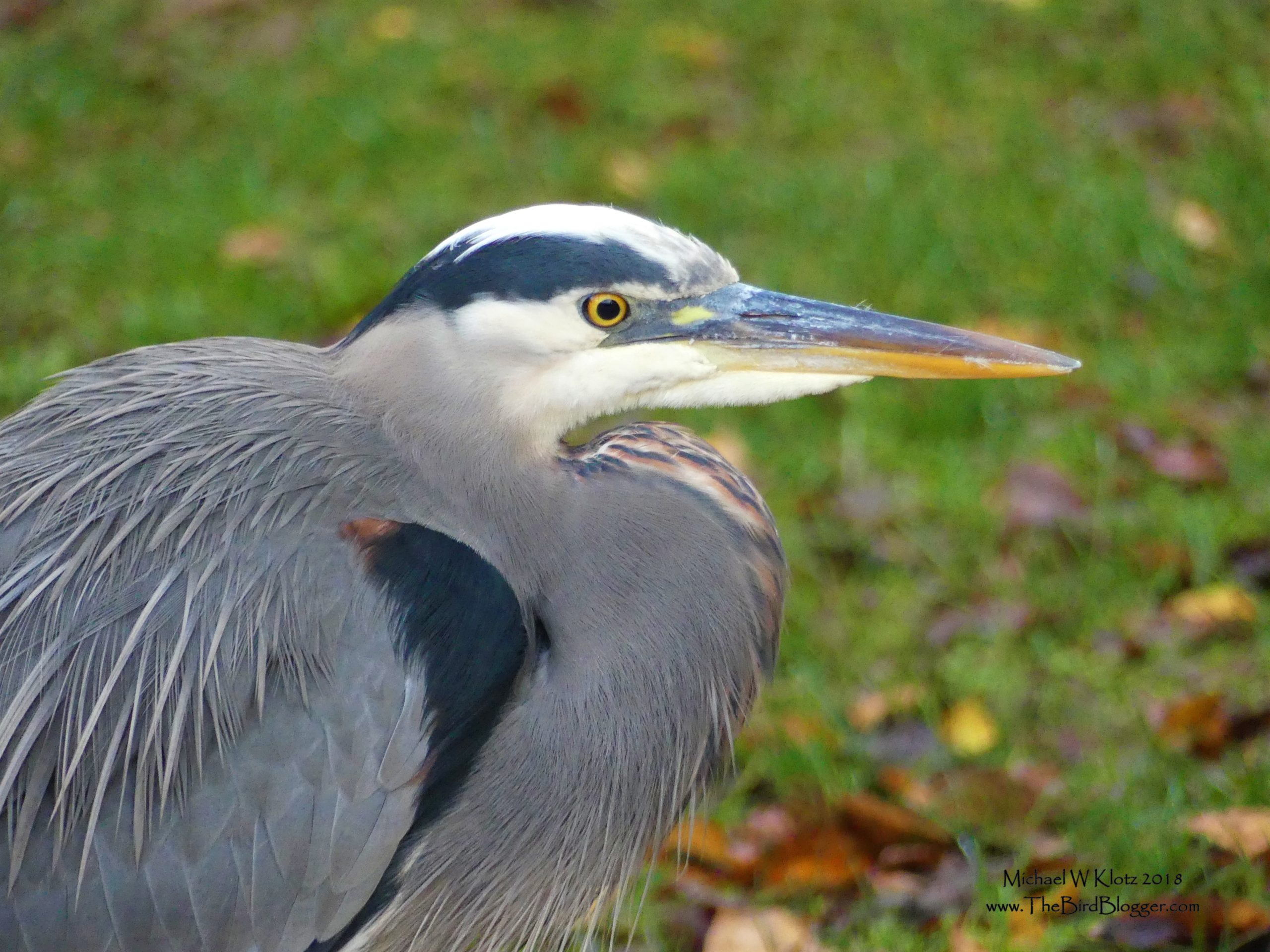 A close up of a Great Blue Heron in a blue grey body and a white capped head. This bird has its neck tucked in resting and keeping a casual eye out.