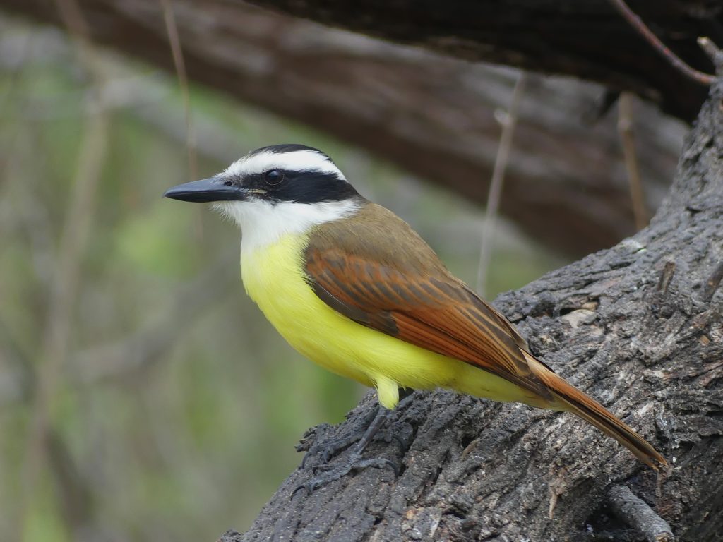 Great Kiskadees sport a black and white mask on a belly of yellow and wings and back of brown and rufous