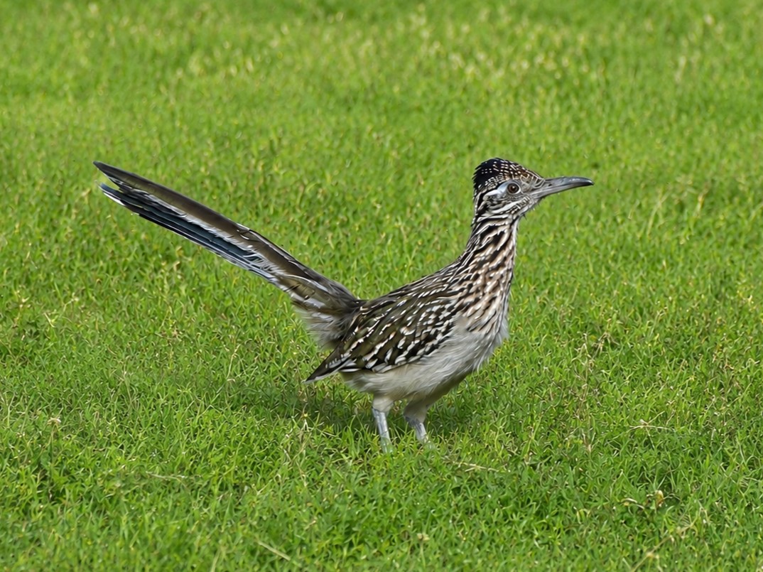 A Greater Roadrunner with its brown body and long tail search the grass for lizards and snakes. The brown streaking and light belly