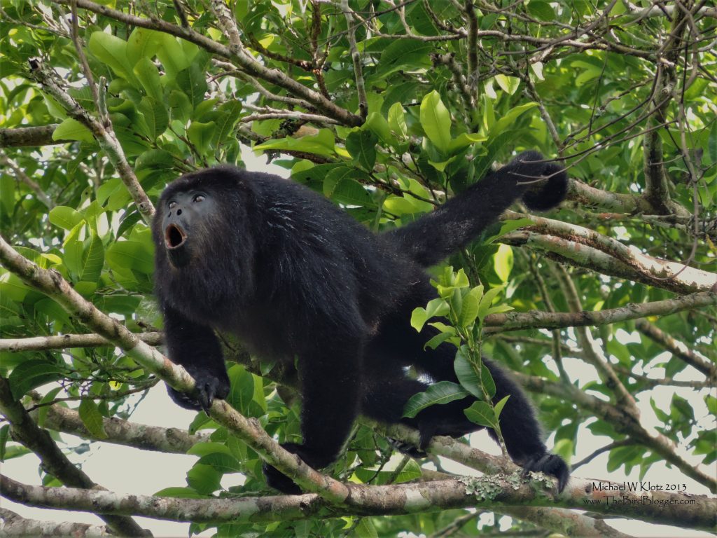 A howler monkey calling out with a deep raking call over the Belizian Jungle. 