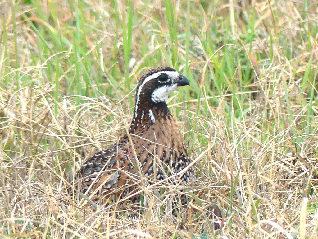 Northern Bobwhite are a brown and white quail of the grasslands. They have a striking head pater with large eyes and a very business-like looking beak.