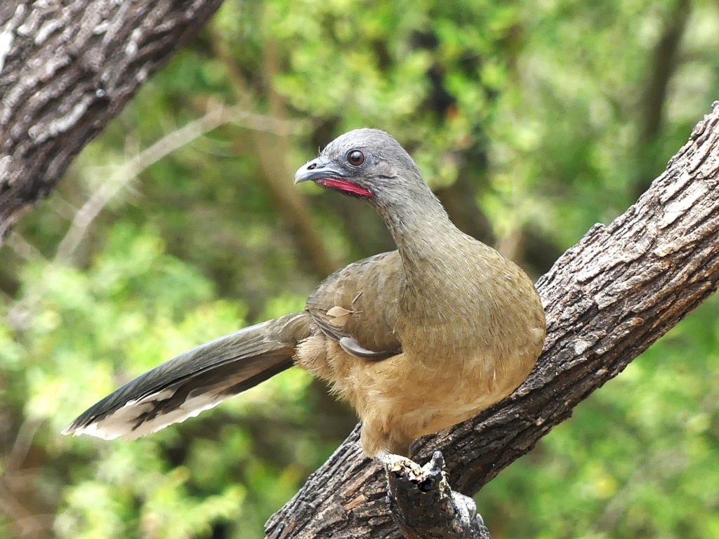 A Plain Chachalaca, a long-tailed brown chicken like bird with a red throat pouch. sits on the trunk of a tree.