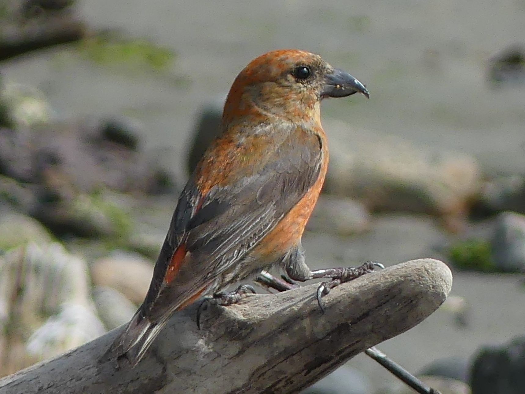 A pale, Red Crossbill sits on a washed up log on the shoreline. The long crossed bill is used for opeing fir cones while its tongue fishes out the pine nut.