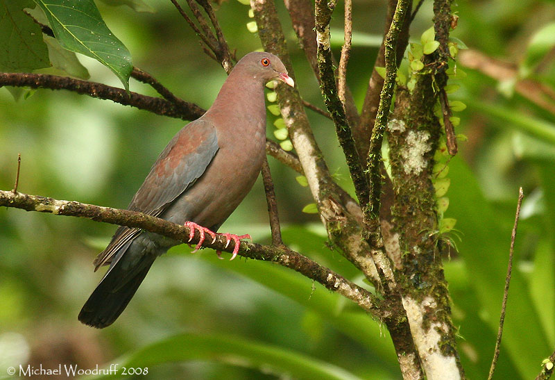 a Red Billed pigeon sitting in the understory of the forest. The ruddy coloring throughout the bird with a dark leading edge to the wing is common. 