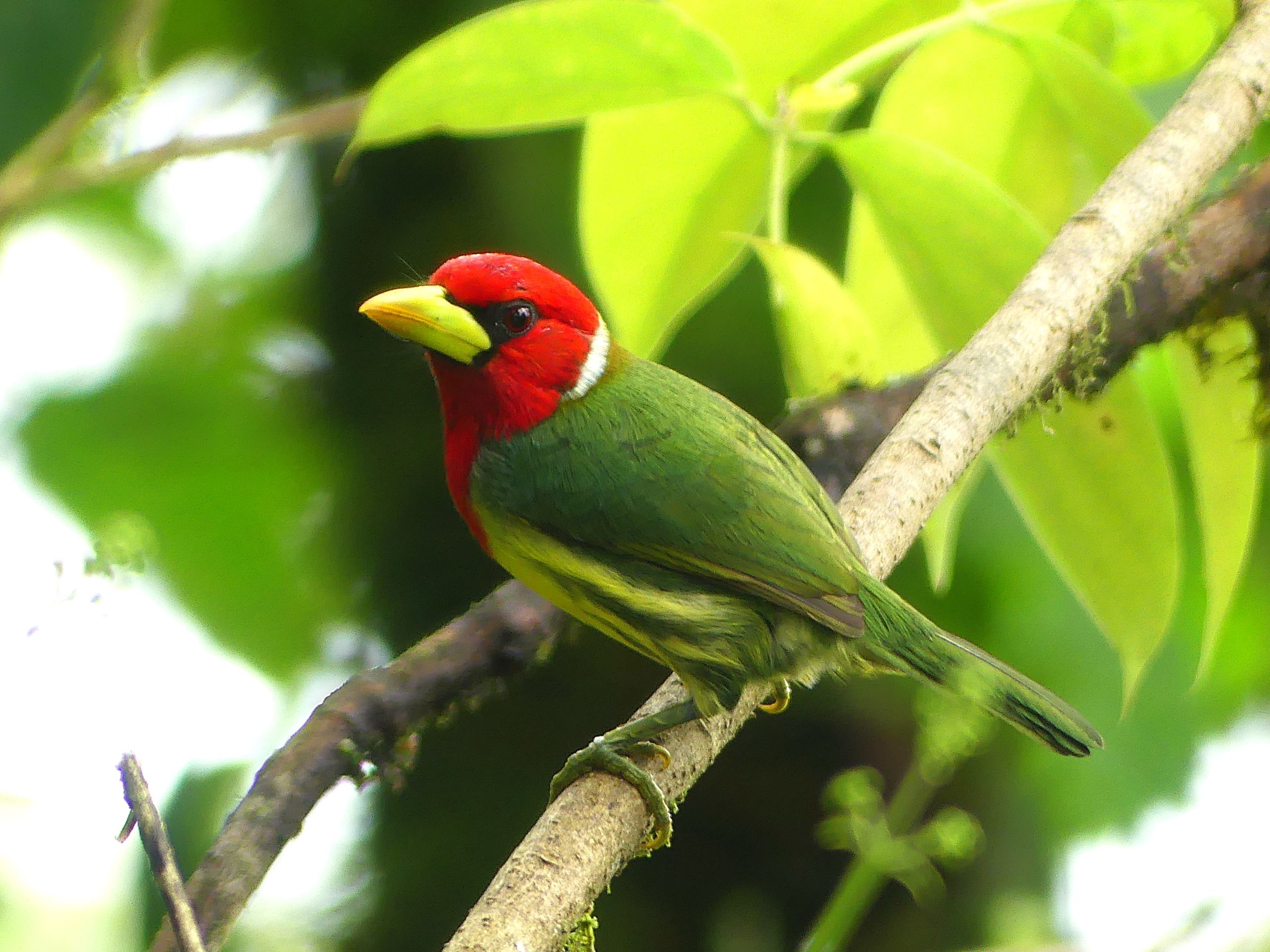 A Red-headed Barbet boucing around the branches in Mindo Ecuador. This red and green gem is easy to identify as there is not many birds that match this description.