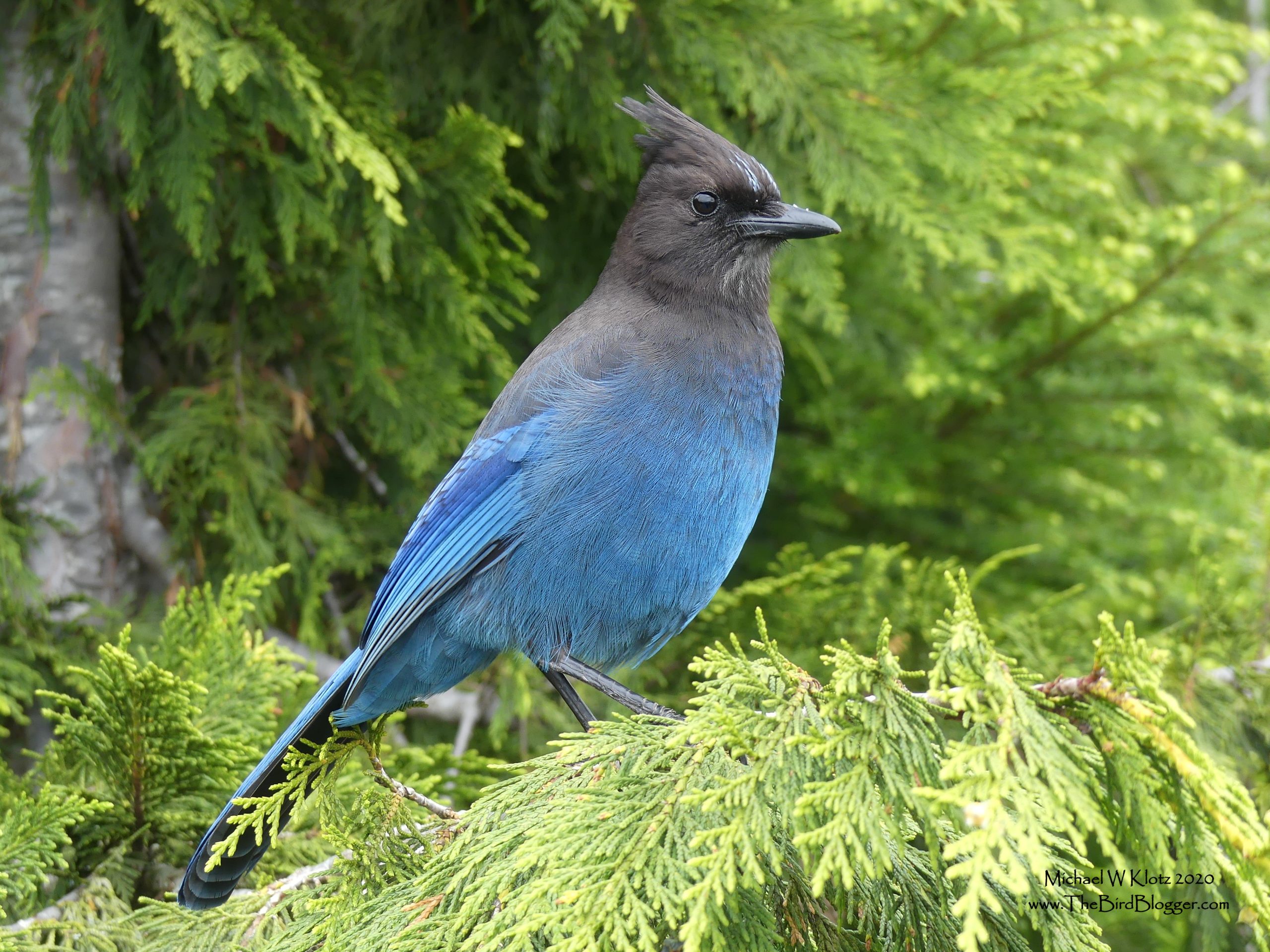 A more uniform Jay of the mountains than its eastern counterpart. A Stellar's is a wonderful shot of blue against the green cedars.