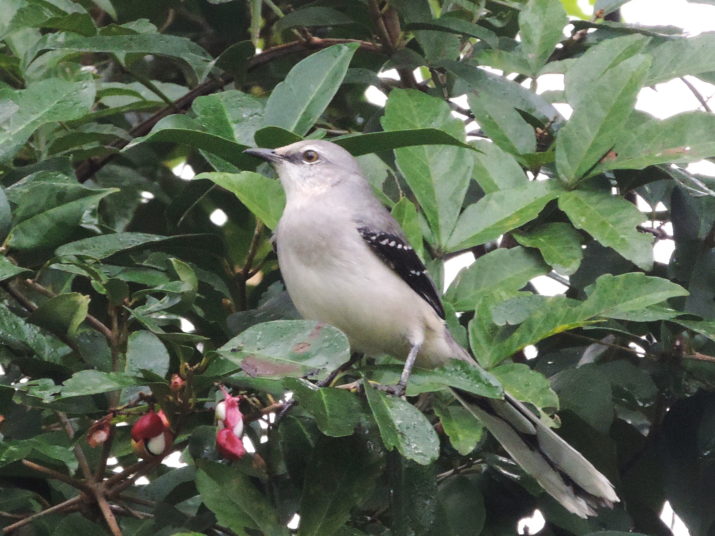 a Tropical Mockingbird in the greenery. The lighter color and the very white undertail separate it from a Northern Mockingbird.