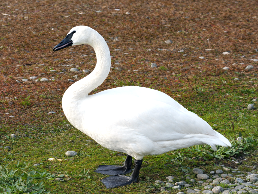 Trumprter swans are the largest waterfowl in North America. They are pure white with a black beak and black legs and feet.