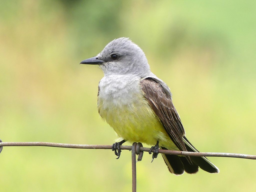 a gray head and yellow belly of this Western Flycatcher is classic. The flycatching from a fenceline along farmland is also usual.