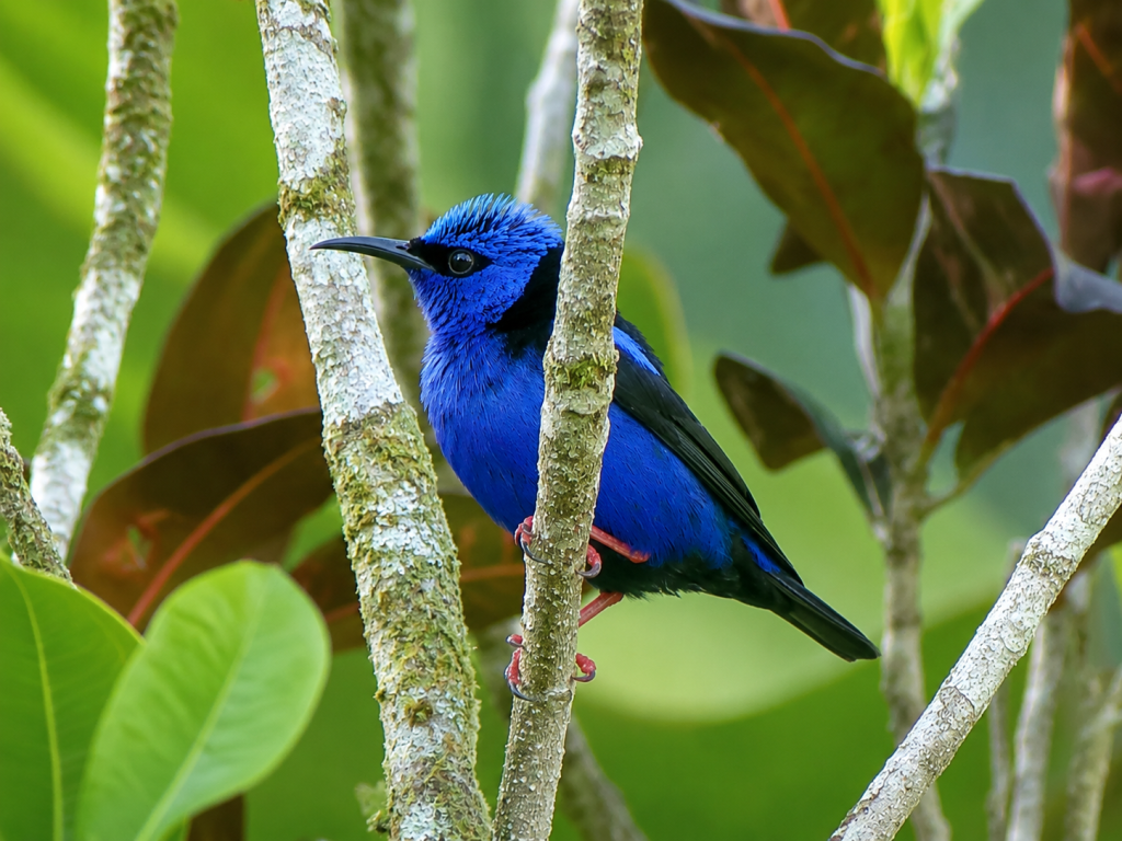 A red-legged Honeycreeper dressed in cobalt blue and red legs perched on a verticle branch.