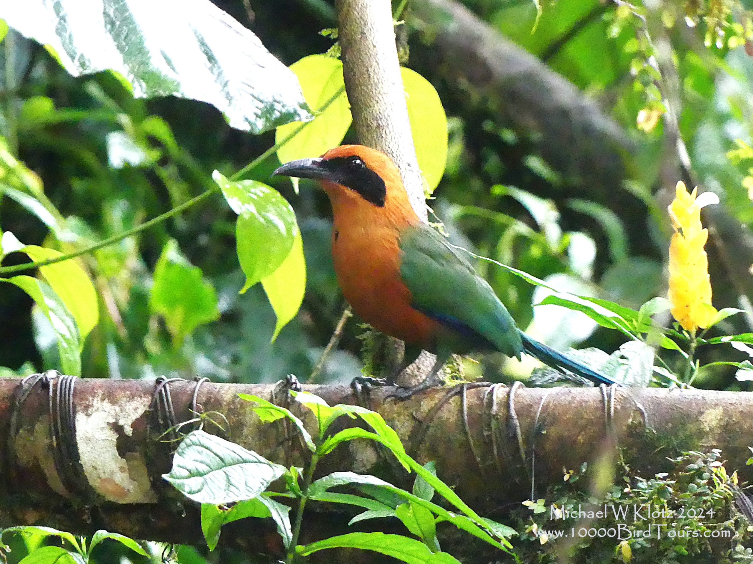 A Rufous Motmot joins other birds at the feeding station at Kapari Lodge. The Deep rust and Green with a black Zoro style mask give this bird away.