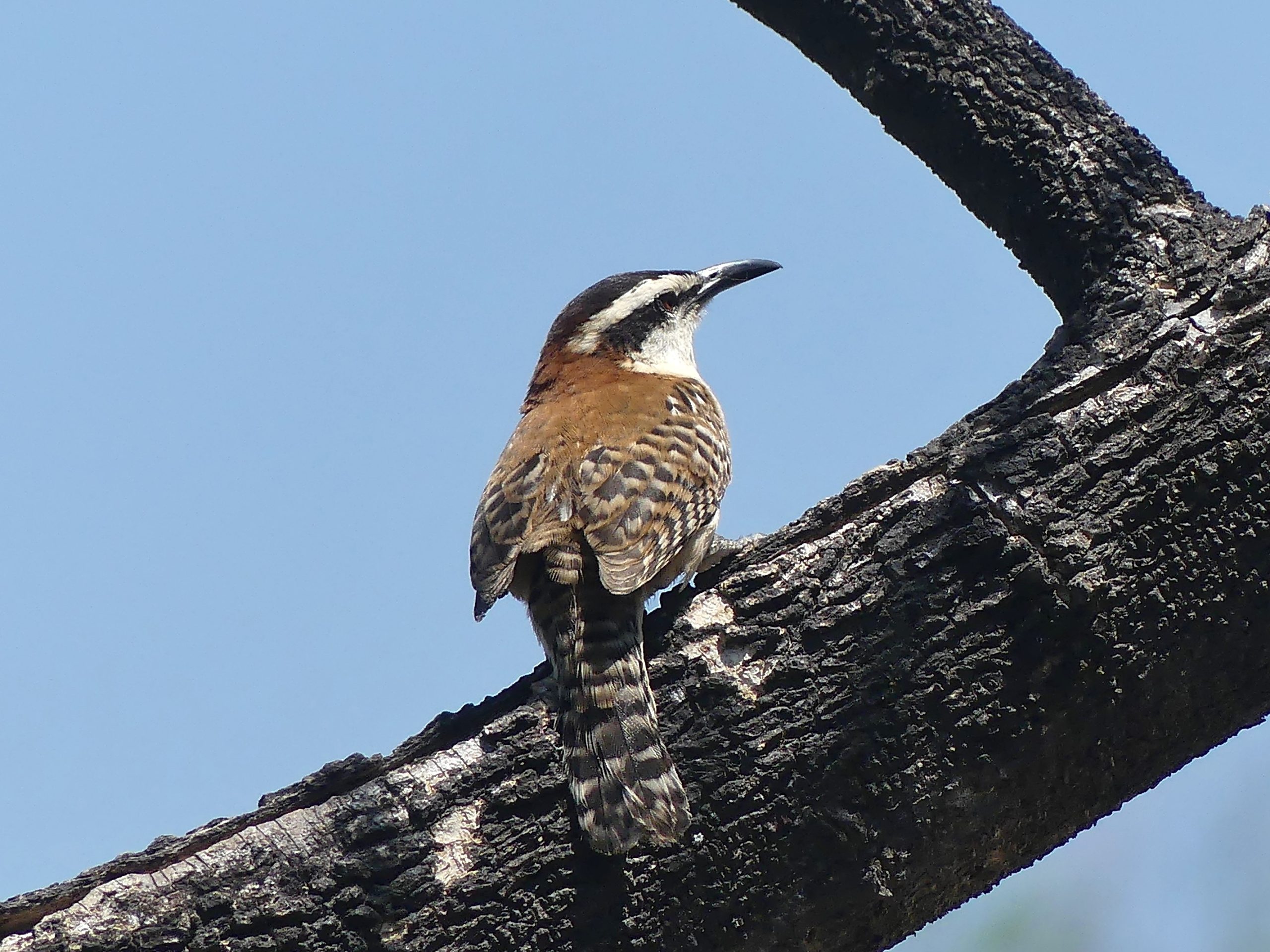 Rufous back, white throat and eyebrow and the typical wren barring made it easy to ID. The bird sunned itself on a dead branch in the 37 C degree weather.