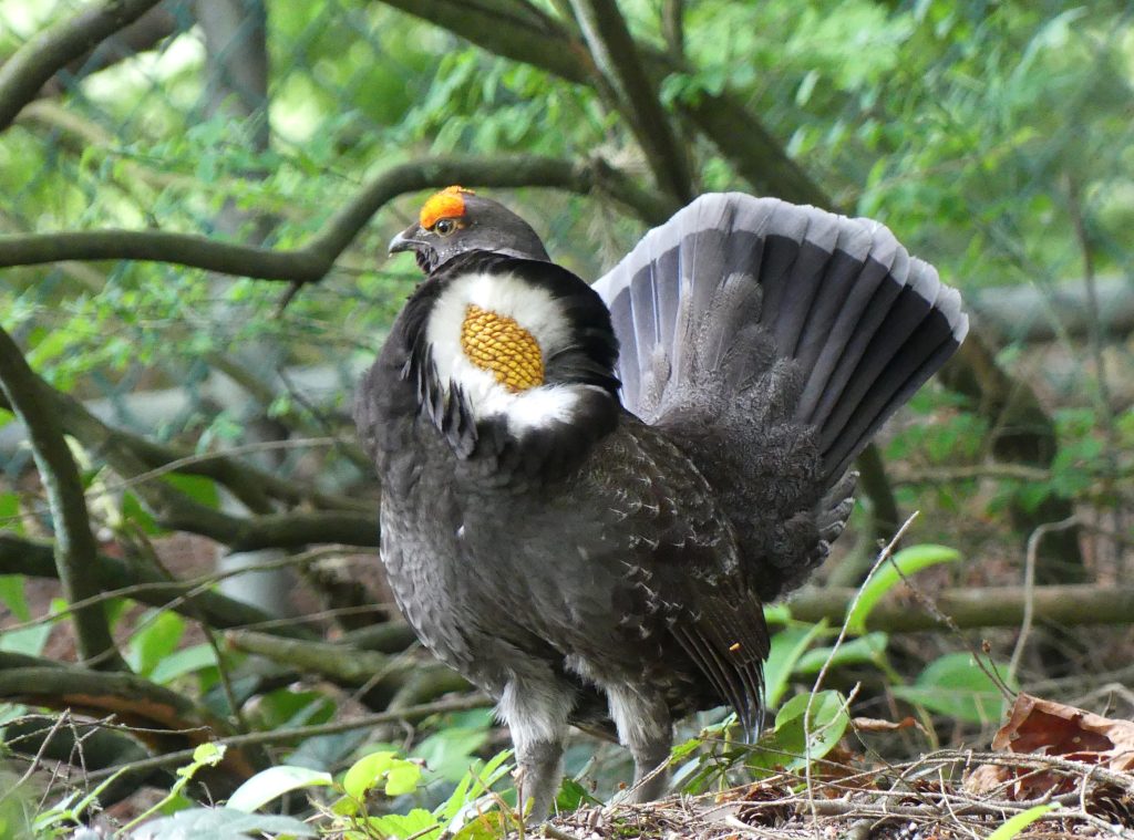 A Sooty Grouse booming on Burnaby Mountain.