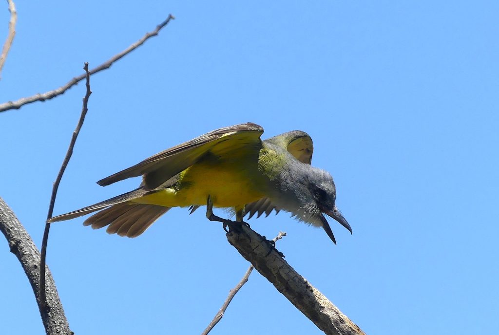 ATropical Kingbird sits on a dead branch. A gray and lemon yellow flycatcher wings open in a hawk like position calling to its mate.