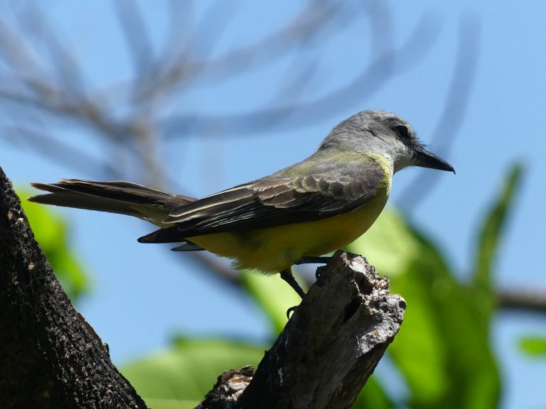 This Tropical Kingbird is a gray and yellow flycathcer with a thick hooked bill. This bird is sitting on a bare branch hunting insects from its perch.