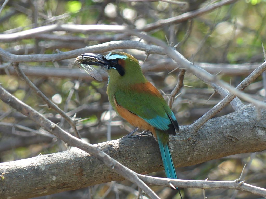 A Turquoise-browed Motmot with a Cicada in its beak.