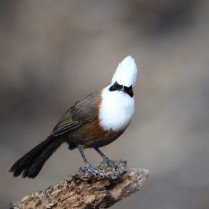 One Day Birding Tour Around Sattal or Pangot, India