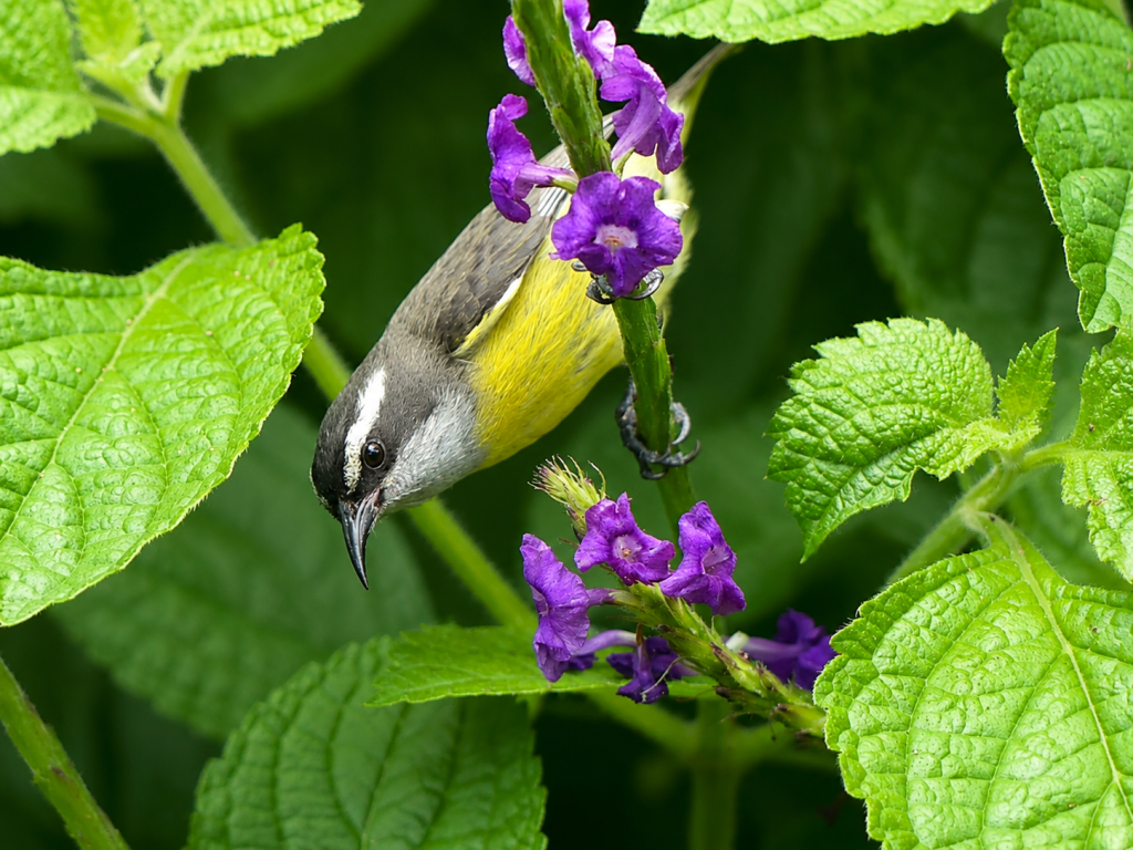 A Yellow bellied bananaquit at Arenal, CR sorts through the purple flowers of the Porterweed. A quick chech to make sure there is no threat and back to the flowers.