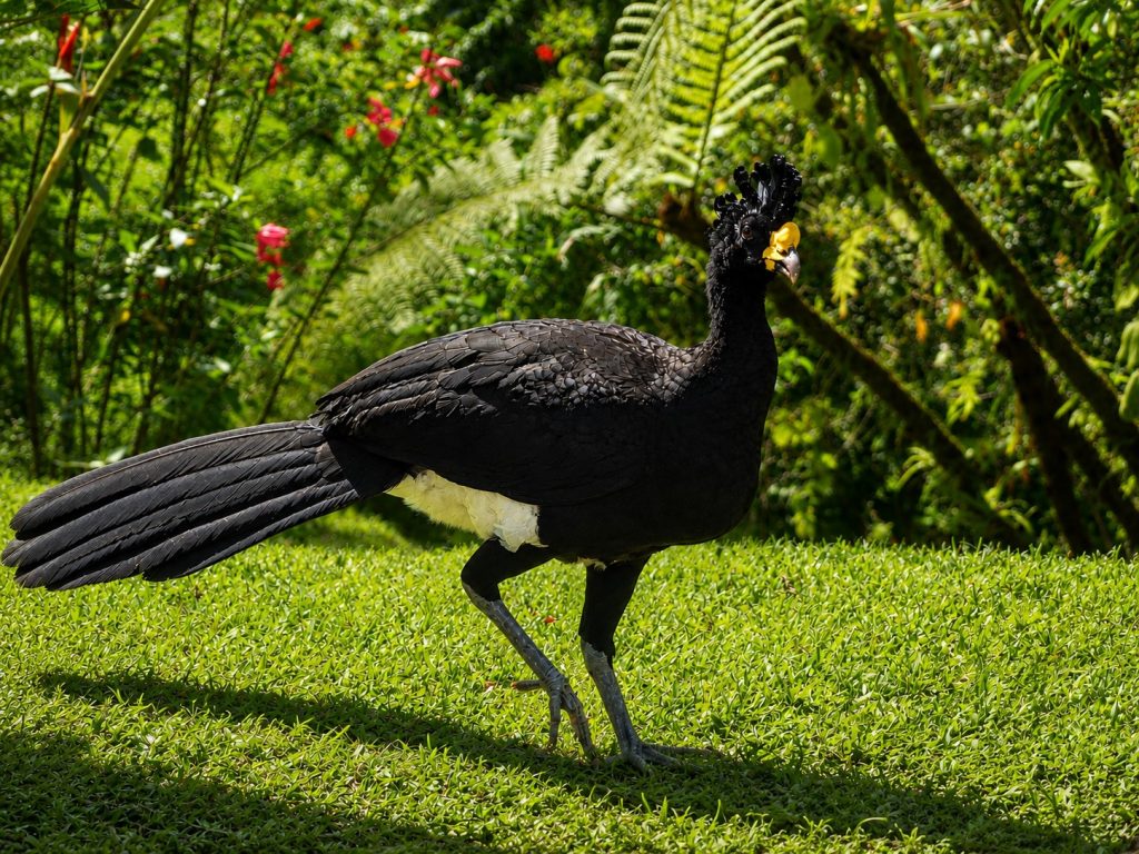 Great Curassow walking in the tropical gardens of the Arenal Observatory Lodge. This black turkey sized bird has a distintive crest and yellow knob on its bill.