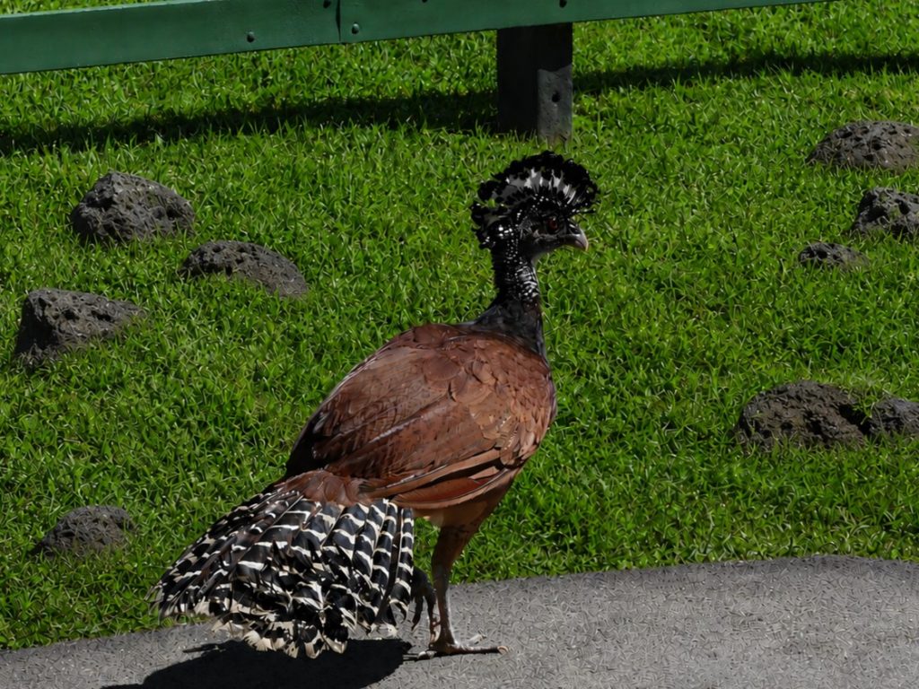 Great Curassow female walking along the roat in front of a green lawn