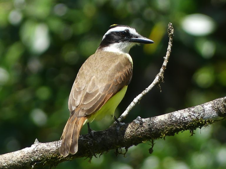 A great Kiskadee perched on a branch with the striking black and white head looking over its shoulder.