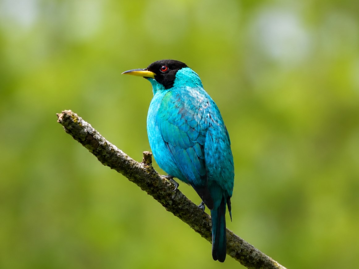 a Green Honeycreeper who has stunning turquoise feathers. The black cap stands out while sitting on a branch in the sunshine