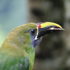Poás Volcano Highlands Full Day Birding Tour