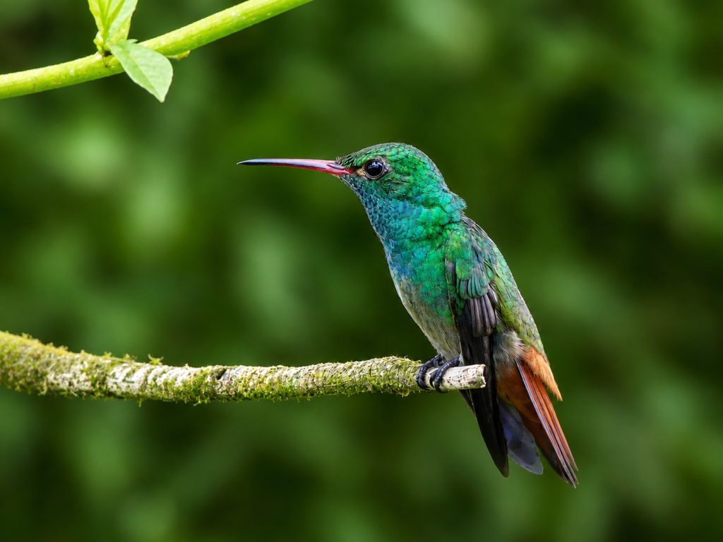 A rufous-tailed hummingbird perched on a branch protecting its patch of flowers. Sitting pretty with a green head, blue throat and chestnut tail with a reddish black tipped beak.