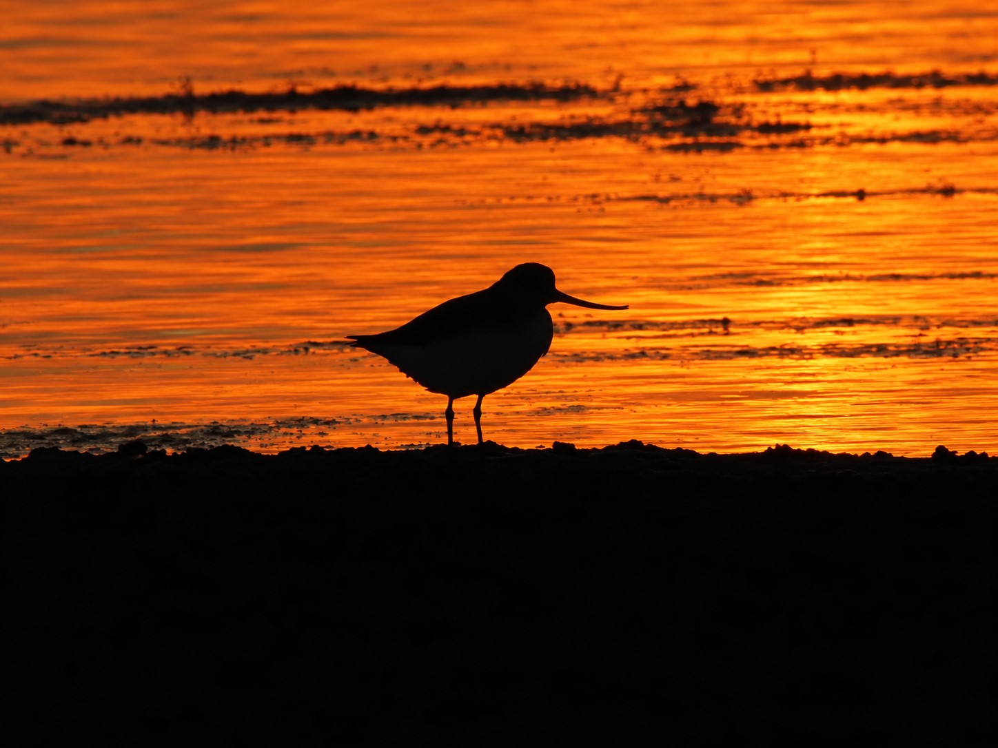 Terek Sandpiper at Sunset showing off its curved bill against a orange red sunset kissed water.