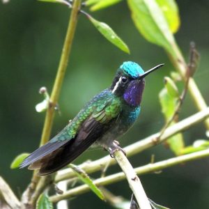 Poás Volcano Highlands Half Day Birding Tour