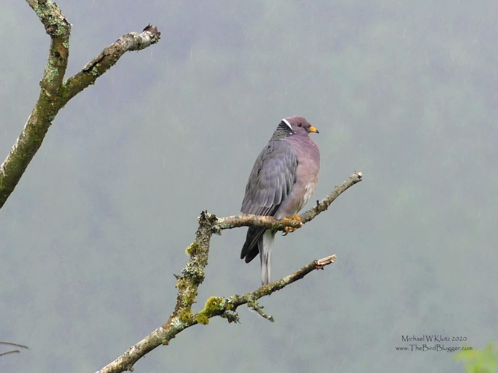 A band tailed pigeon sits on a bare branch in the light rain. the purple and gray are par for the cloudy BC coast.