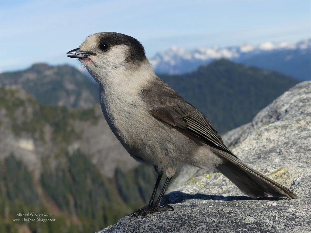 Canada Jay with Mourntains behind. The bird has a dark gray cap and wings and a light gray front.