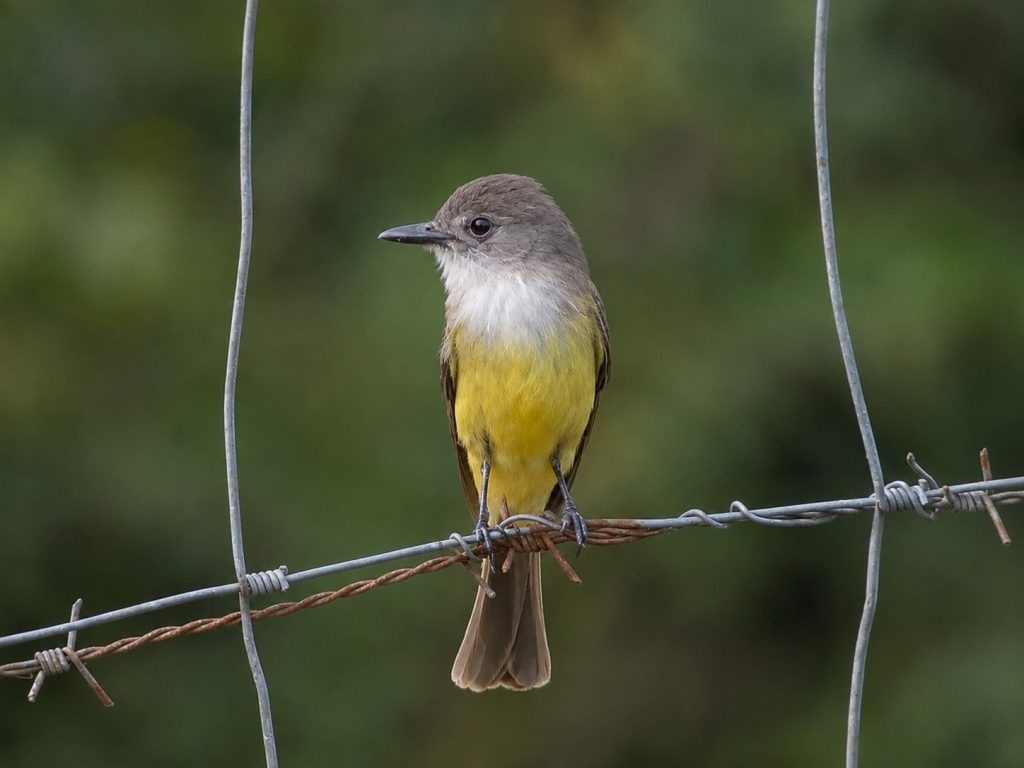 A Dusky-capped Flycatcher sits framed in a wire fence in La Fortuna, Costa rica.
