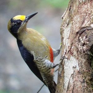 Tarcoles Rainforest & Coastal Habitats Half Day Birding Tour