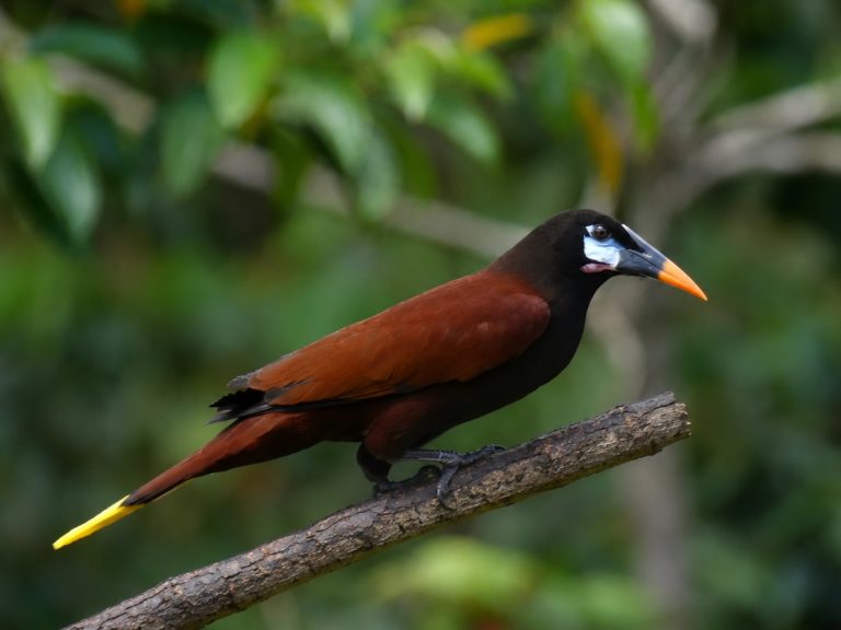 Monetzuma's Oropendola at Arenal. A dark chestnut bird with a candy corn bill and blue facial skin. The yellow tail finishes the look.