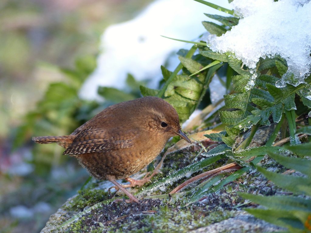 Our Smallest Wren with a bobbed tail and checkered wings and a brown Body