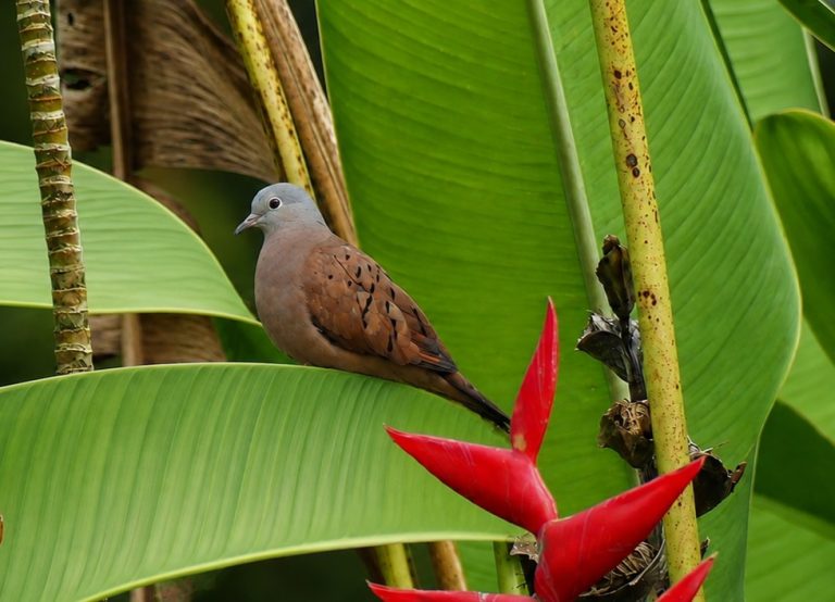 A Ruddy Dove perched on a tropical broadleaf plant. Just below a brilliant red Haliconia reaches for the doves tail.