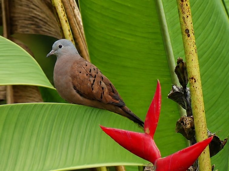 A Ruddy Dove perched on a tropical broadleaf plant. Just below a brilliant red Haliconia reaches for the doves tail.