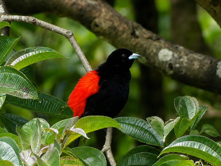 A Scarlet-rumped Tanager just outside the lodge at Arenal showing off its signature marking.