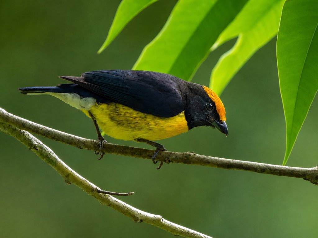 A Tawny-capped Euphonia was stopped for 5 seconds in the understory of the rain forest in central Costa Rica.