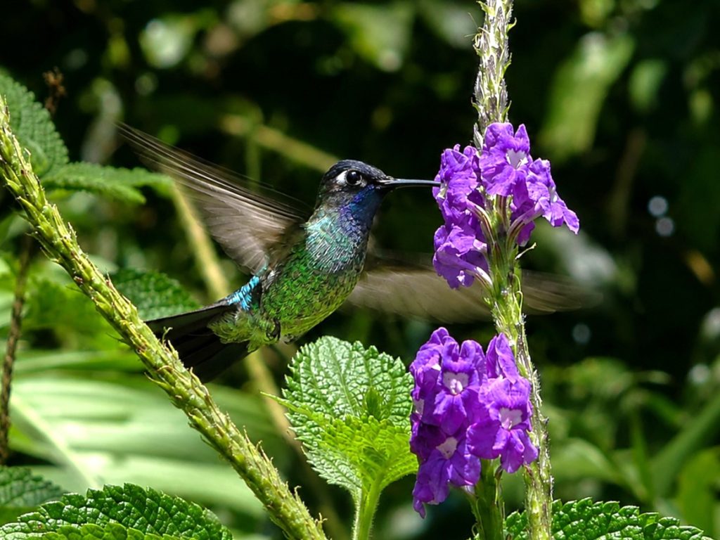 a Violet-headed hummingbird was taking quick stops at the purple Verbena