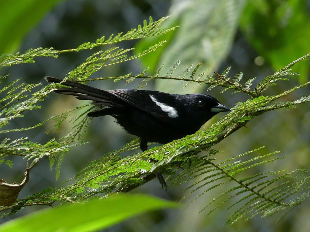 a white shouldered tanager give a quick look from his tropical tree branch. Glassy black with a white shoulder and a two tone bill this bird is a regulare in Costa Rica.